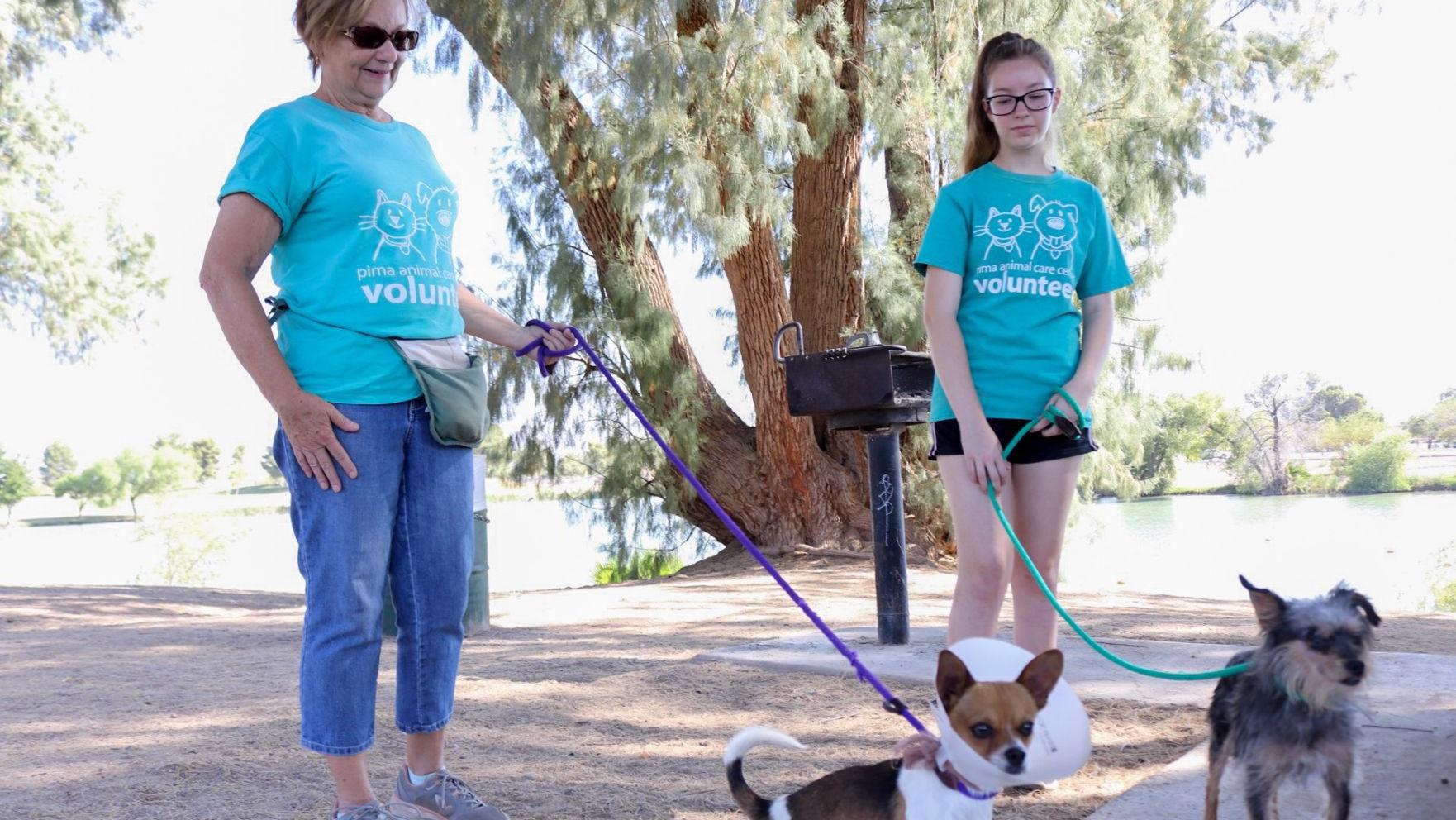 Teaching a dog-reactive dog to calm down on a walk